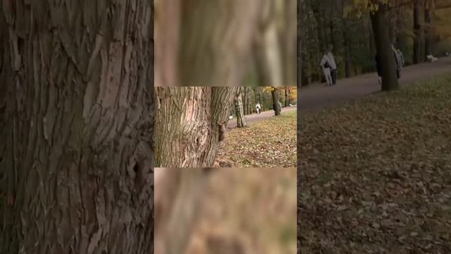 #Shorts# Ручные белочки в парке Кирова в Санкт Петербурге. смотреть онлайн
