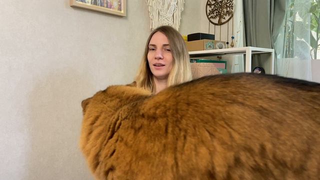 Смешные моменты с кошкой смотреть онлайн