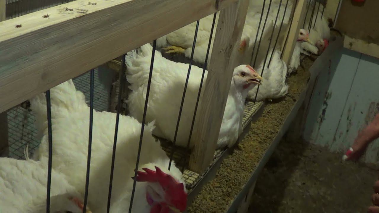 Выращивание бройлеров в клетках в домашних условиях ч.9 смотреть онлайн