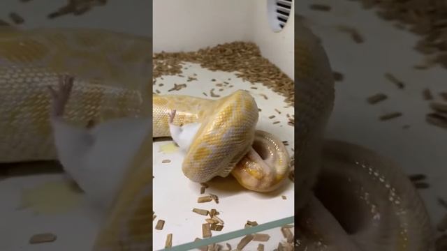 Королевский питон альбино. Тиграш кушает. смотреть онлайн