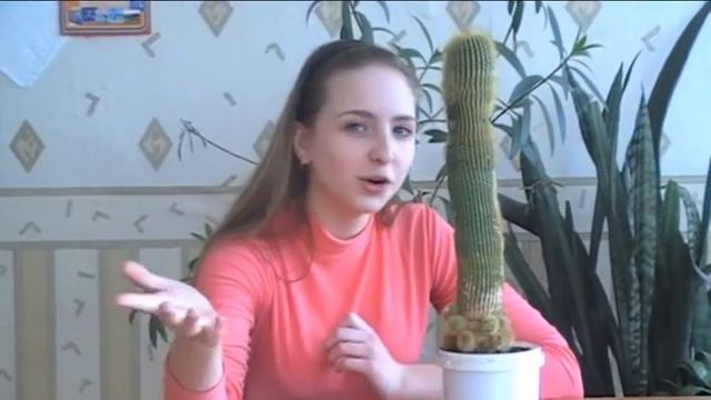 Телемагазин "Кактус"2))) смотреть онлайн