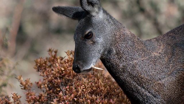 Топ 7 уникальных представителей животного мира смотреть онлайн