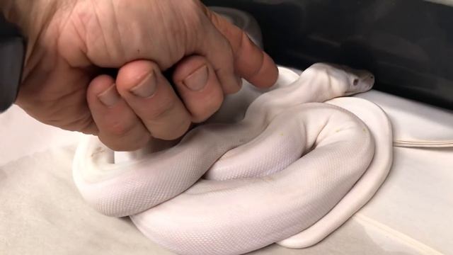 Burmese Python or Reticulated Pythons PT 6 смотреть онлайн