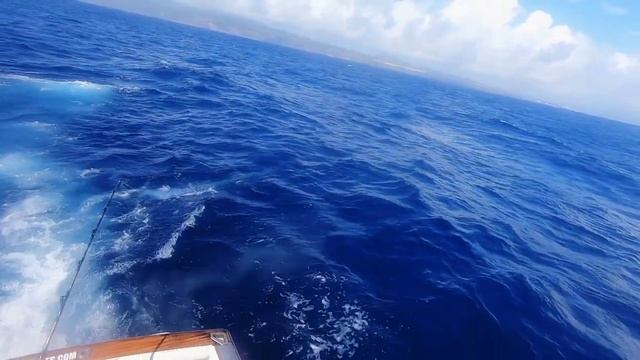 Ola's 450 pounds blue marlin showtime смотреть онлайн