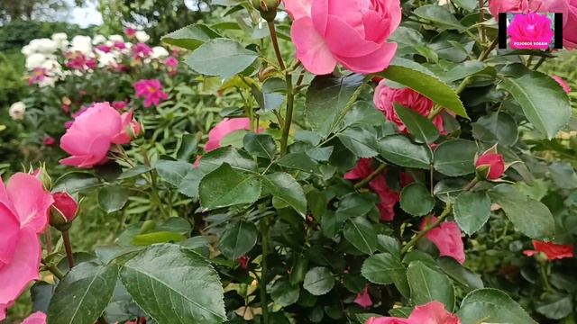 РОЗЫ. НИ ДНЯ БЕЗ ЦВЕТОВ смотреть онлайн