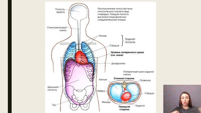 Строение организма человека. Обзор