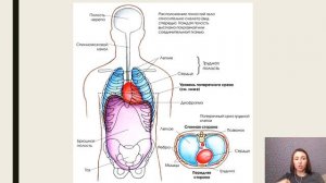 Строение организма человека. Обзор
