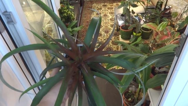 Комнатные цветы/растения. Криптантус, криптбергия, бильбергия, ананас, агава. смотреть онлайн