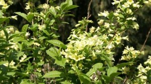 Вейгела Миддендорфа - надёжная вейгела для Петербурга и Москвы