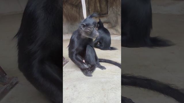 Влюбленная парочка Черных Хохлатых Мангобеев смотреть онлайн