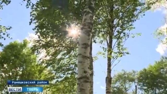 Африканские козы и английские коровы пасутся на лугах в Рамешковском районе смотреть онлайн