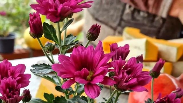 Натуральные Напитки из Диких Фруктов на Зиму. Жареные Баклажаны, Тыквенный Плов. смотреть онлайн