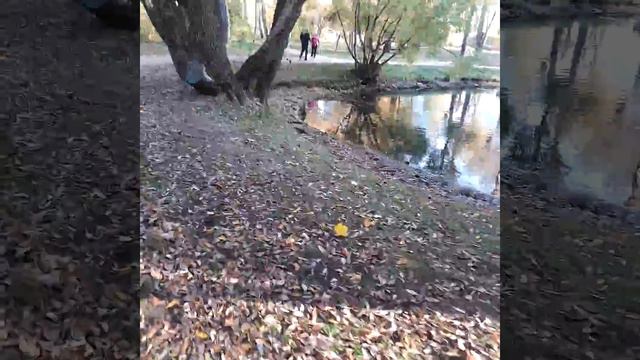 Воронцовский парк Москва осень и люди 14 октября 2018 г. смотреть онлайн