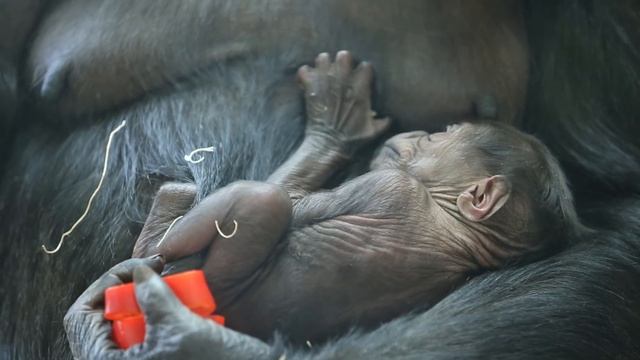 Baby Gorilla at Lincoln Park Zoo смотреть онлайн