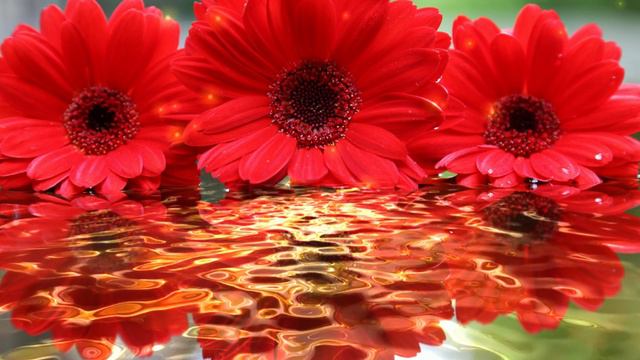 Футаж. Цветы над водой 16 смотреть онлайн