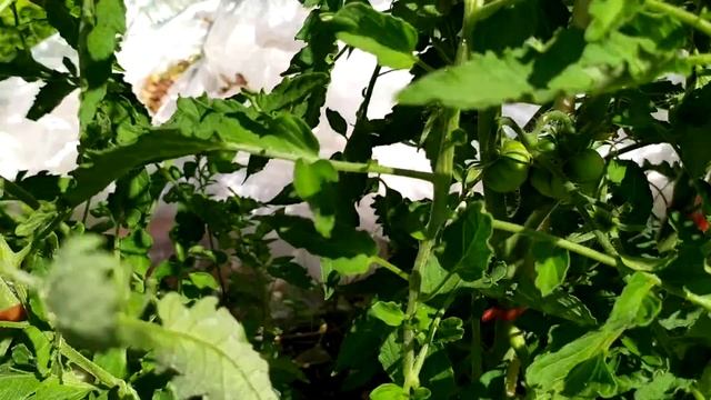 Индетерминантные сорта томатов в ог начали завязываться быстрее, чем в теплице 20.06.2021 смотреть онлайн