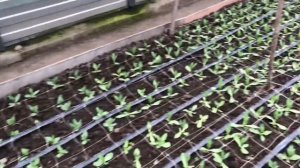 Выращивание эустомы в теплице