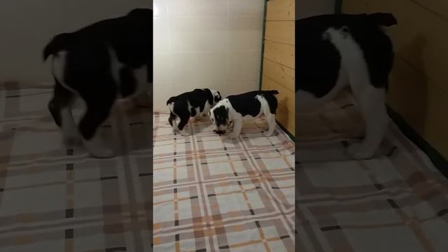 Английский Бульдог щенки мальчики чёрный триколор.Rare color bulldog puppies смотреть онлайн