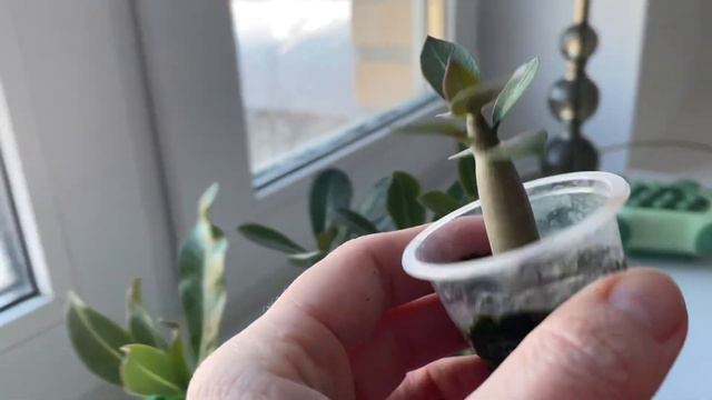 Адениумы из семян. Показываю сеянцы разного возраста и свои ошибки. смотреть онлайн