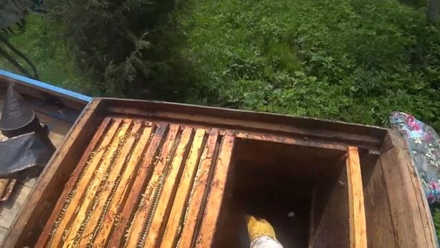 ✅ ПЧЕЛИНЫЕ СКВОРЕЧНИКИ? НА МАЙ ► РАЗВИТИЕ В МЕДОВИКАХ МЕЧТА ПЧЕЛОВОДА смотреть онлайн