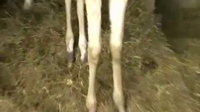 Dalida Akhal-Teke смотреть онлайн