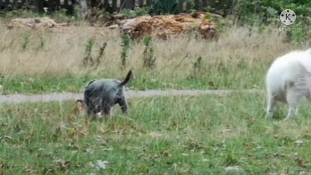 Sound dogs react to.cute pets compilation. смотреть онлайн