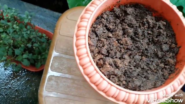 Propagation and potting Angelina bush succulent смотреть онлайн