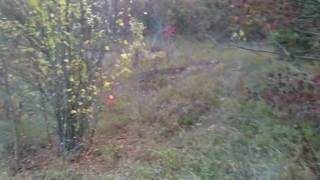 Поход в Крестовую Пустынь #1 смотреть онлайн