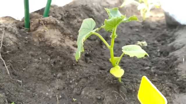 Шеф-повар дома