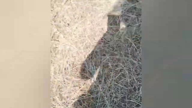 Коп в деревне. Первое Сокровище. MD 4060 смотреть онлайн