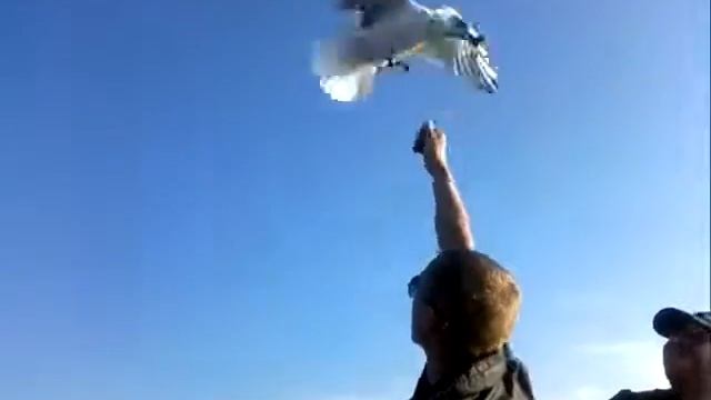 чайка ест с рук в открытом море смотреть онлайн