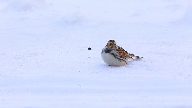 Северный гость - лапландский подорожник. смотреть онлайн