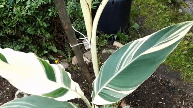 Relacja z ogrodu , musa siam ruby , musa ae ae i inne 14.06.2020. смотреть онлайн