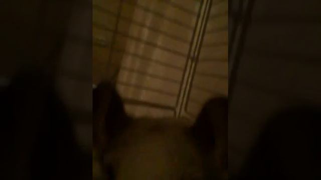 два животных смотреть онлайн