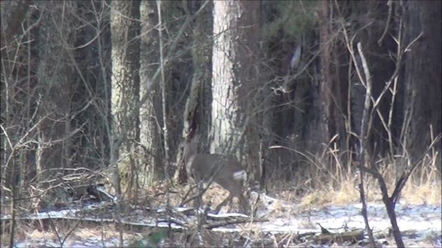 Косуля. Самец метит территорию. смотреть онлайн
