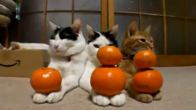 японские коты смотреть онлайн