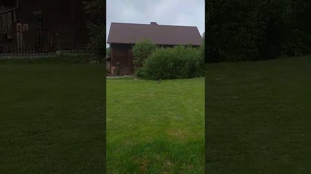 польские горные коты ?