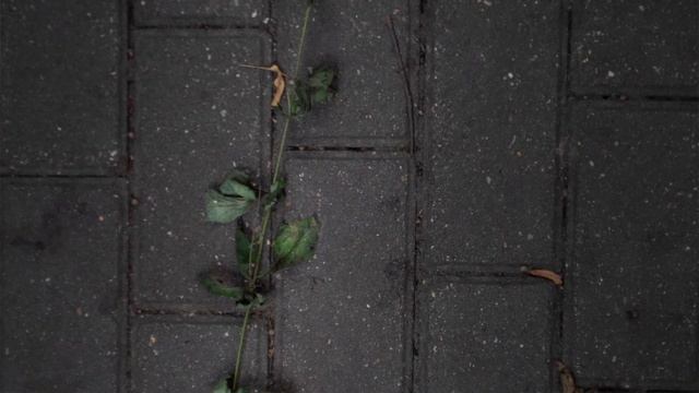 Сегодня хуже чем вчера. Осень - время натюрмортов. смотреть онлайн