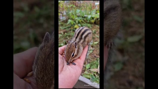 магаданской бурундук