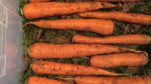 Когда убирать морковь с грядки на хранение в 2021 году по лунному календарю