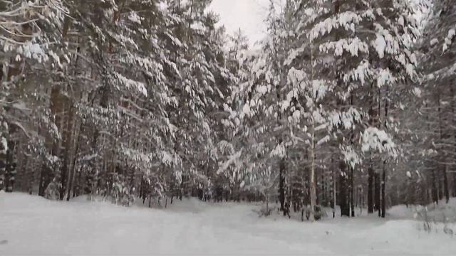 Новогодний лес. 1 января 2022. смотреть онлайн