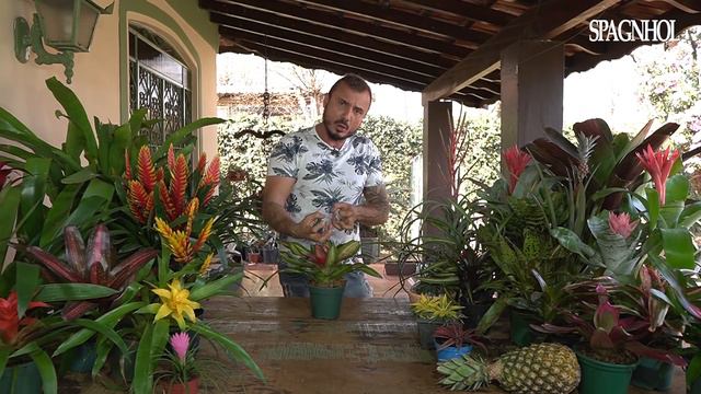 VERDADES e MITOS sobre as BROMÉLIAS смотреть онлайн
