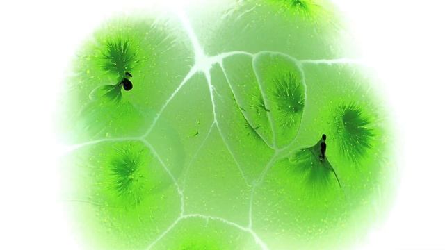 L'Oréal Paris Botanicals Fresh Care Coriander Strength Cure 