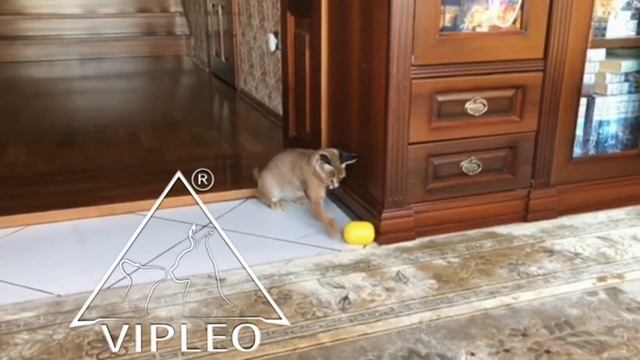 Каракеты великолепные коты! Caracat. Каракет.