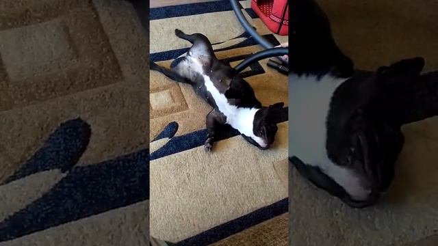 Бульдог и пылесос смотреть онлайн