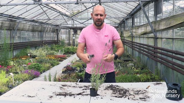 EP125 - How to deadhead & prune a lavender plant #5minutefriday смотреть онлайн