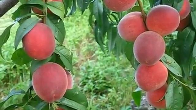 Сорт персика Киевский ранний смотреть онлайн