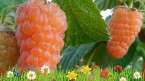 Малина ремонтантная Оранжевое Чудо ? Обзор: посадка и уход. крупномеры: описание и особенности