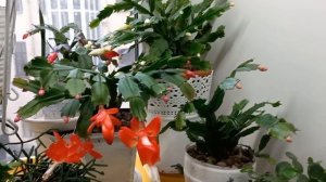 ШЛЮМБЕРГЕРЫ В НАЧАЛЕ НОЯБРЯ ! УХОД ЛЕТОМ ДЛЯ ОТЛИЧНОГО ЦВЕТЕНИЯ ! ?