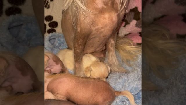 У нас настоящие малыши-голыши. Помет Л. Рождение 14.05.2022 смотреть онлайн